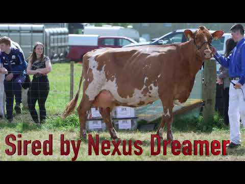 Ayr Show  2022.Interbreed Championship.Holstein vs Ayrshire vs R&W vs Jersey