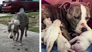 Pit bull mama on the verge of giving birth begs man for help by Did You Know Animals?