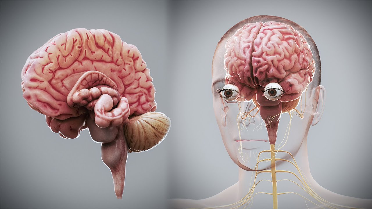 Human Female Nervous Anatomy 3D Model