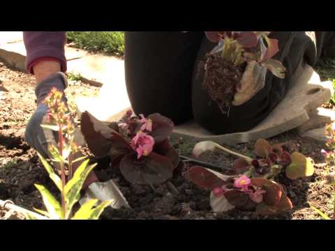 How Far Apart Do You Plant Begonias? : More Gardening Advice