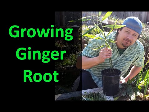 Growing Indoor Ginger Sprouted From Store Bought 2020