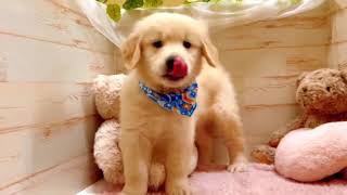 ゴールデンレトリバーの動画01