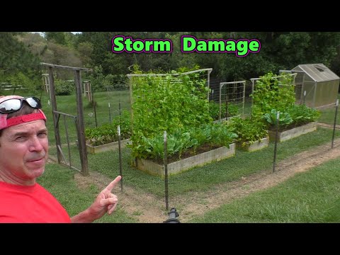 Garden STORM Damage wind and hail destroy the vegetables