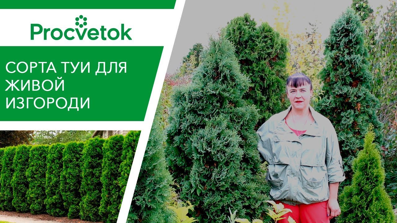 Туя Ауреа Нана - саженцы купить в Москве, доставка почтой по России ...