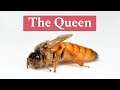 The Queen Honey Bee | Beekeeping Academy | Ep. 53