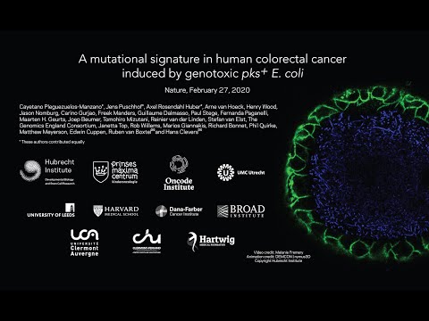 A common gut microbe secretes a carcinogen