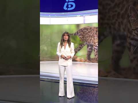 Descubren en Bolivia una nueva especie de felino: es la primera en más de un siglo