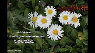 Galerie Fotoserie Gänseblümchen Bellis perennis Hackenheim Rheinhessen