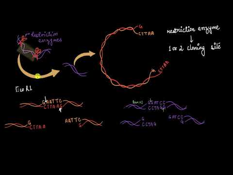 Multiple cloning sites & restriction enzymes | Biotechnology | Biology | Khan Academy