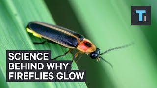 The science behind why fireflies glow