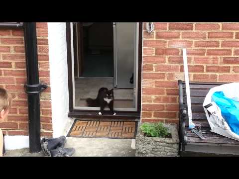 Cats go outside for the first time in a cat safe garden