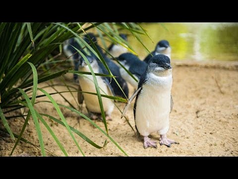 image-What are fairy penguins called now?