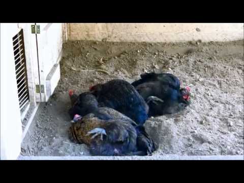 Hühnerstall mit Sandbad im Zubau