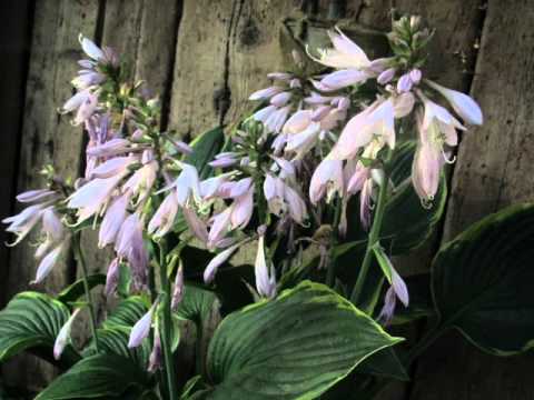 Viaköp Trädgård. Sweden, 1000-trädgårdar.