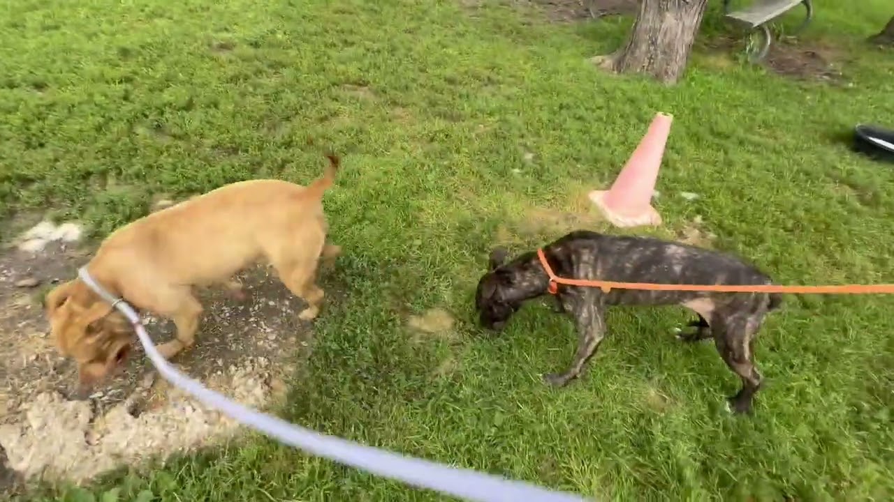 Theresa's Leash Test 2