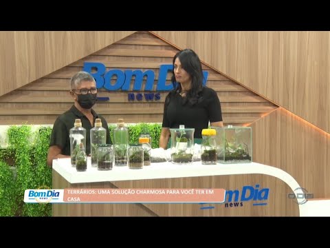 Terrários: Uma solução charmosa para você ter em casa 26 07 2022
