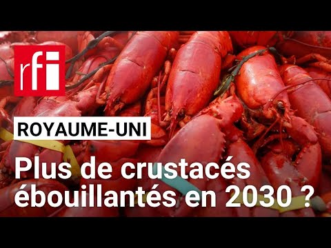 Le Royaume-Uni veut interdire d'ébouillanter vivants les mollusques et crustacés • RFI