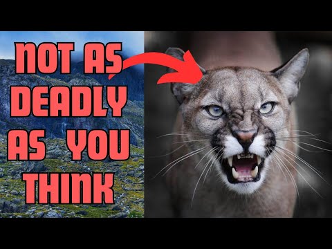 3 Animals That Are Not As Dangerous As You Think