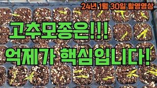 고추모종은 억제가 핵심입니다!! 고추모종 잘 기르는 방법!!! 1나무 1근 수확하는 고추파종!! 고추 농사 …