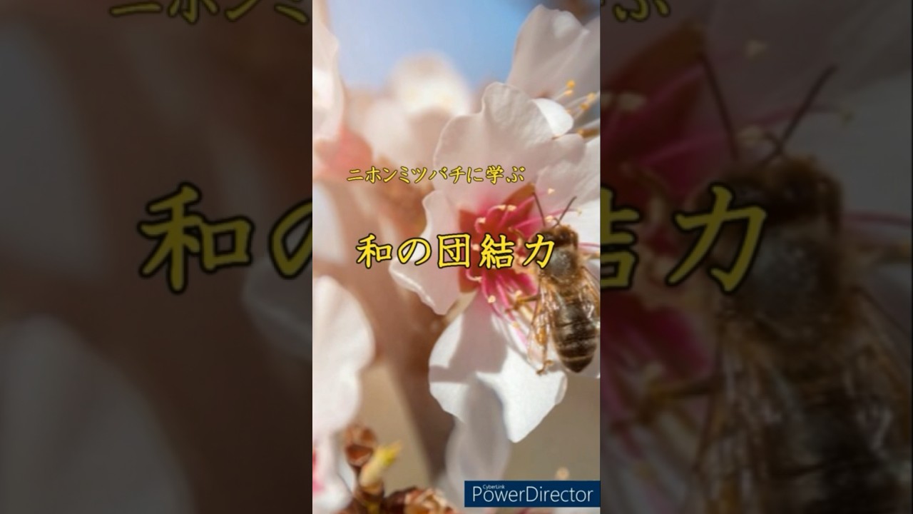 ニホンミツバチに学ぶ『和の団結力』#雑学 #昆虫 #日本