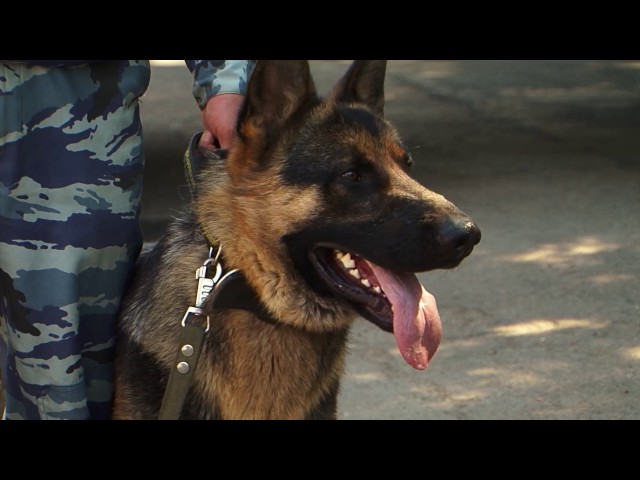 Четвероногие сыщики