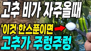 고추밭 비가 자주올때 이것 한스푼이면 고추가 주렁주렁! 고추 덜 달릴때 초간단 해결!