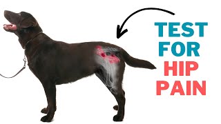 Dog Arthritis Back Legs - How to Check Your Dog's Hips for Arthritis
