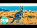 The Adventures Of A Young Kangaroo In Australia Our World