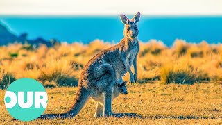 The Adventures of a Young Kangaroo in Australia | Our World