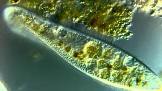Paramecium