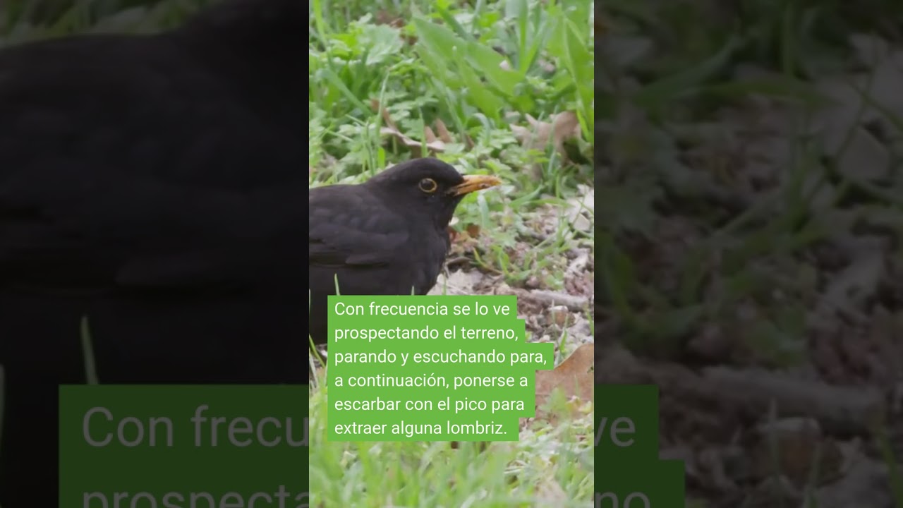 Seguro que te suena este pajarito.