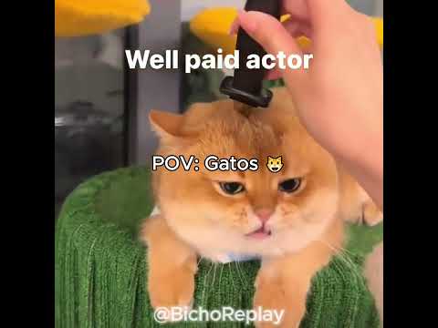POV: GATOS 7😹😸