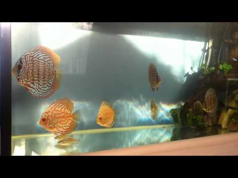 Discus Fish Tank