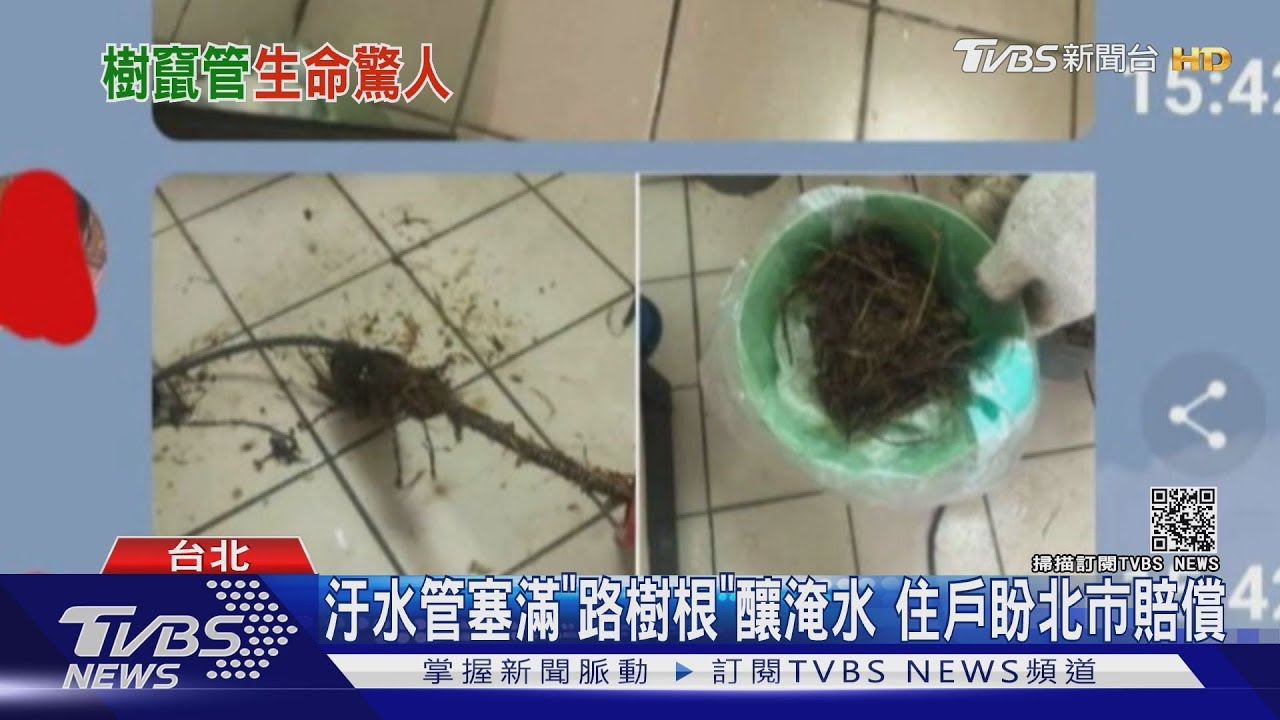 馬桶竄出「路樹根」堵汙水管釀淹水 住戶怨:北市冷處理