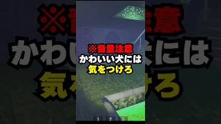 可愛い犬には気をつけろ【R.E.P.O.】