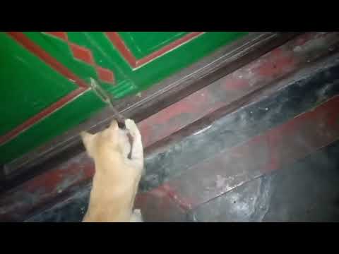 Nice cat l new video l  Fahim Arnob