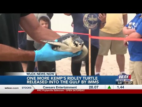 IMMS releases Kemp's ridley sea turtle following months of rehabilitation
