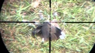 Turtle Dove 05 01 13