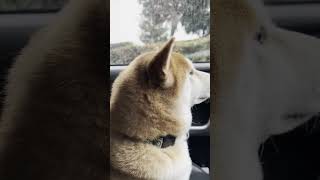 黒柴子犬『なんでしゅかこれは？』京都は霰　 #赤柴 #shibainu #dog #犬＃黒柴