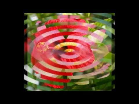 download lagu mp3 mp4 National Flower Of Italy, download lagu National Flower Of Italy gratis, unduh video klip National Flower Of Italy