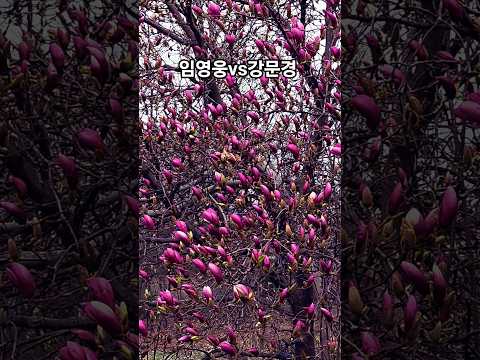 #자목련#꽃봉우리#터지네 #홍랑#임영웅#강문경뮤비