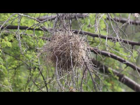 Žltohlávok sýkorčí (Auriparus flaviceps) — správanie, biotop a hlas