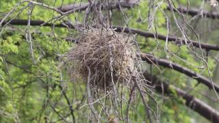 Verdin