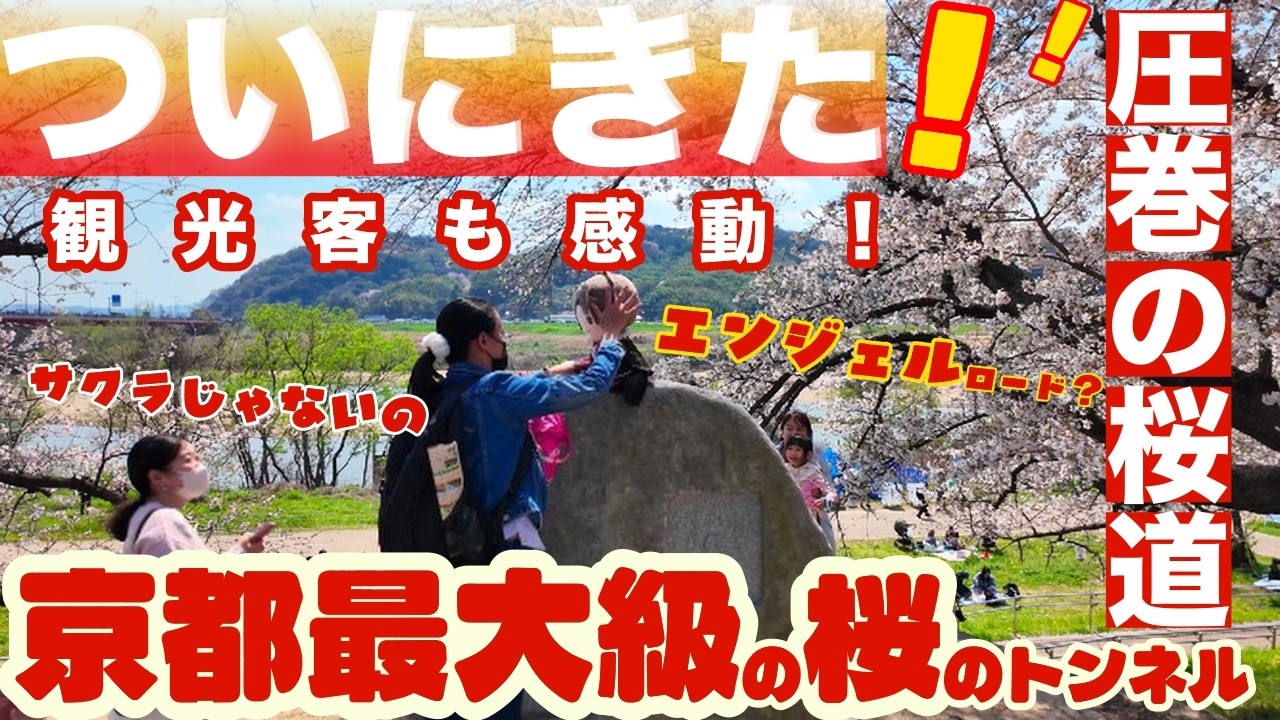 4月2日(木) 京都最大級の桜のトンネルがついに咲いたー！ 外国人観光客も感動する超ながーい圧巻の桜道/2026/kyoto japan walk 4k/