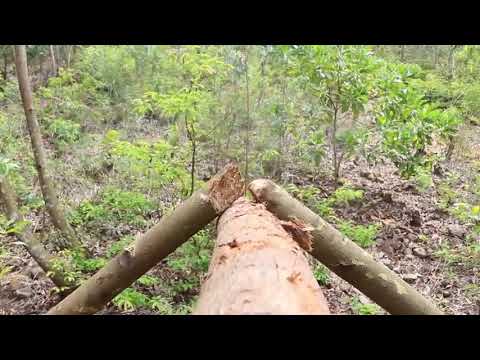 365   Days   How   I   Survival,   Cooking   And   Building   In   The   Rain   Forest       Full