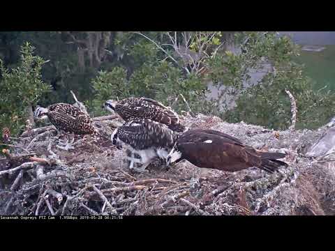 Osprey Chick Claims Fish Delivery, Begins Self-Feeding – May 28, 2019