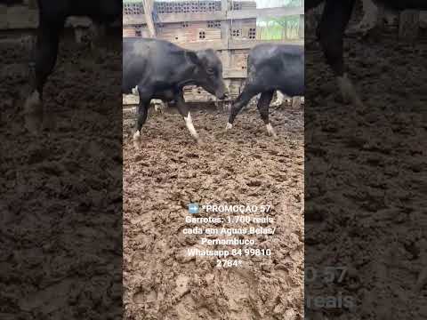 57 Garrotes: 1.700 reais cada em Águas Belas/ Pernambuco. Whatsapp 84 99810 2784*#gado