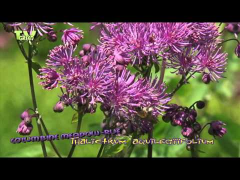 Akeleibladige Ruit - Thalictrum aquilegiifolium - Greater Meadow-rue