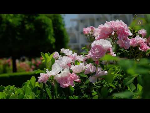 Rose Garden, Albena Resort