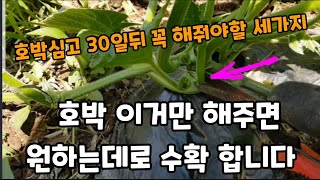 맷돌호박 단호박 반드시!이거 해주면 원하는데로 수확 합니다! #맷돌호박순지르기 #단호박재배 #단호박순지르기 …